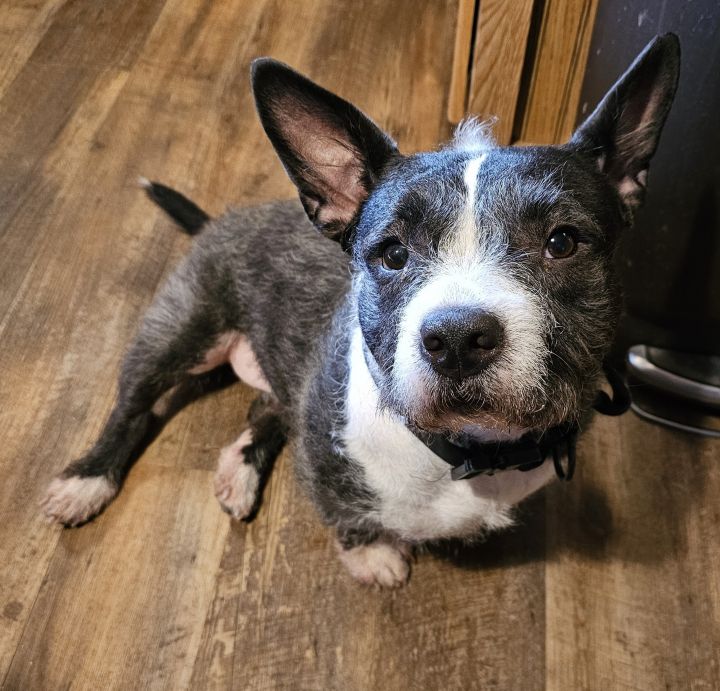 Schnauzer corgi mix sales pictures