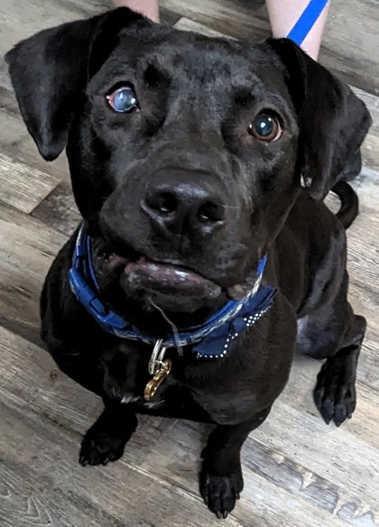 Victor, an adoptable Mixed Breed in Buchanan Dam, TX, 78609 | Photo Image 1