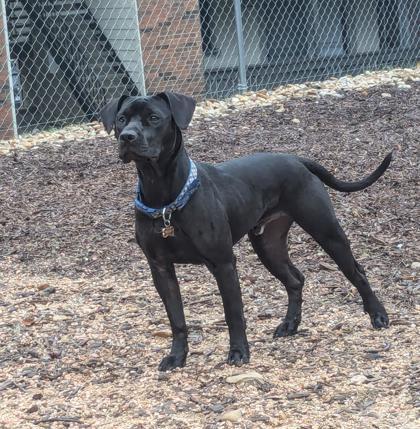Victor, an adoptable Mixed Breed in Buchanan Dam, TX, 78609 | Photo Image 1