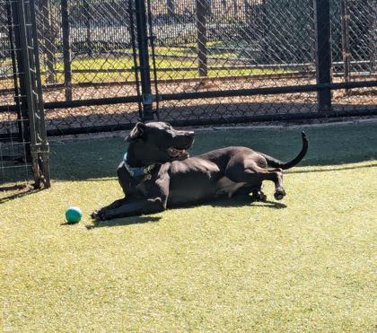 Victor, an adoptable Mixed Breed in Buchanan Dam, TX, 78609 | Photo Image 2