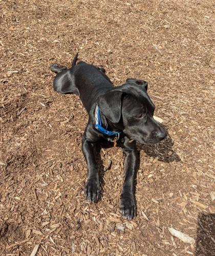 Victor, an adoptable Mixed Breed in Buchanan Dam, TX, 78609 | Photo Image 3