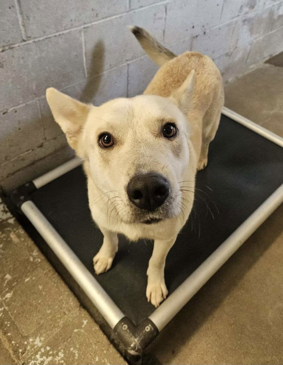 Regina, an adoptable Shepherd in El Centro, CA, 92243 | Photo Image 1