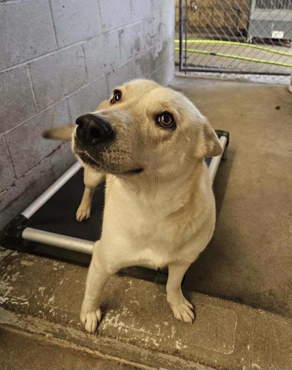 Regina, an adoptable Shepherd in El Centro, CA, 92243 | Photo Image 2