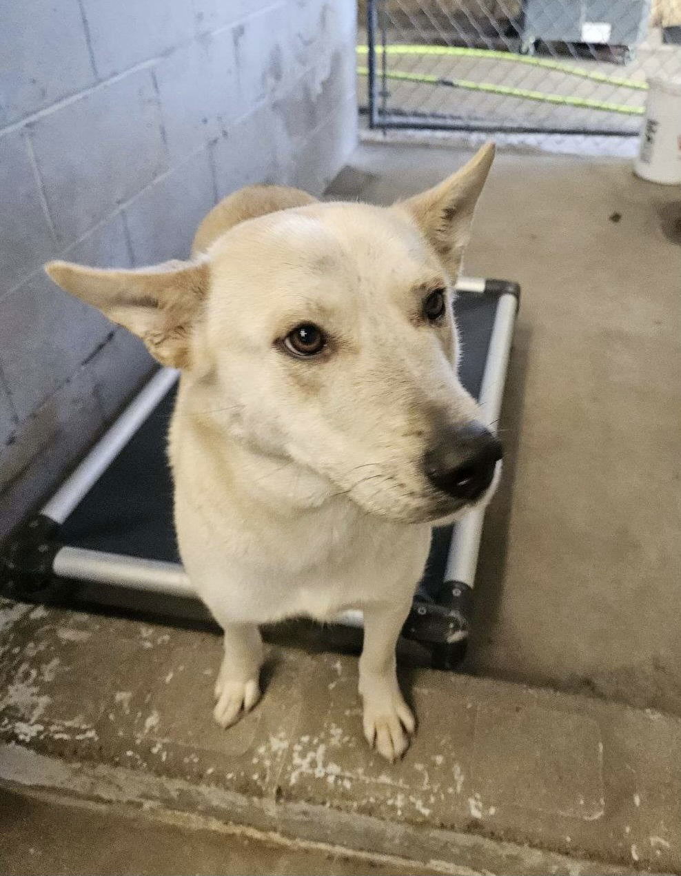 Regina, an adoptable Shepherd in El Centro, CA, 92243 | Photo Image 3