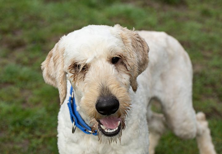 Sheepadoodle petfinder sales