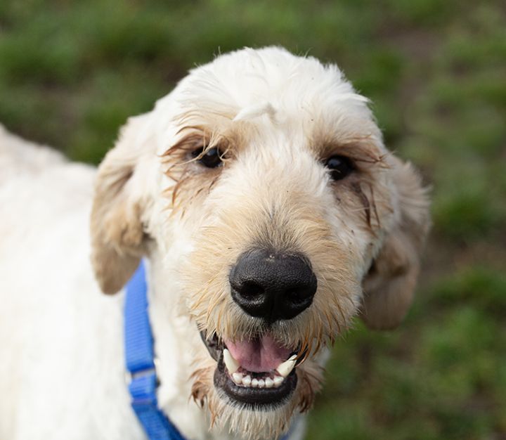 Petfinder sheepadoodle sales