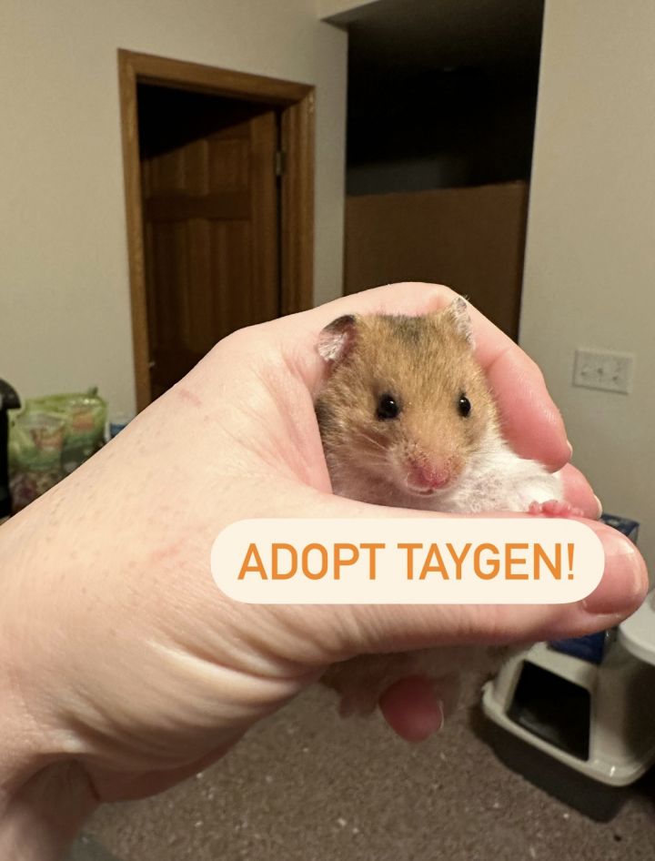 Petfinder hamsters clearance