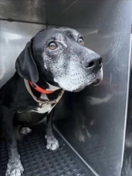 Labs 2024 4 rescue