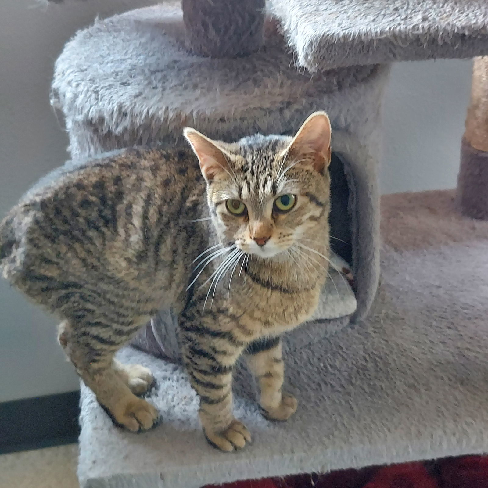 Acorn, an adoptable Domestic Short Hair in Montello, WI, 53949 | Photo Image 1