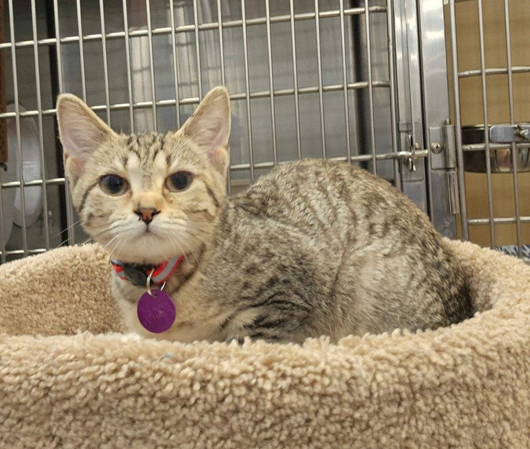 Acorn, an adoptable Domestic Short Hair in Montello, WI, 53949 | Photo Image 2