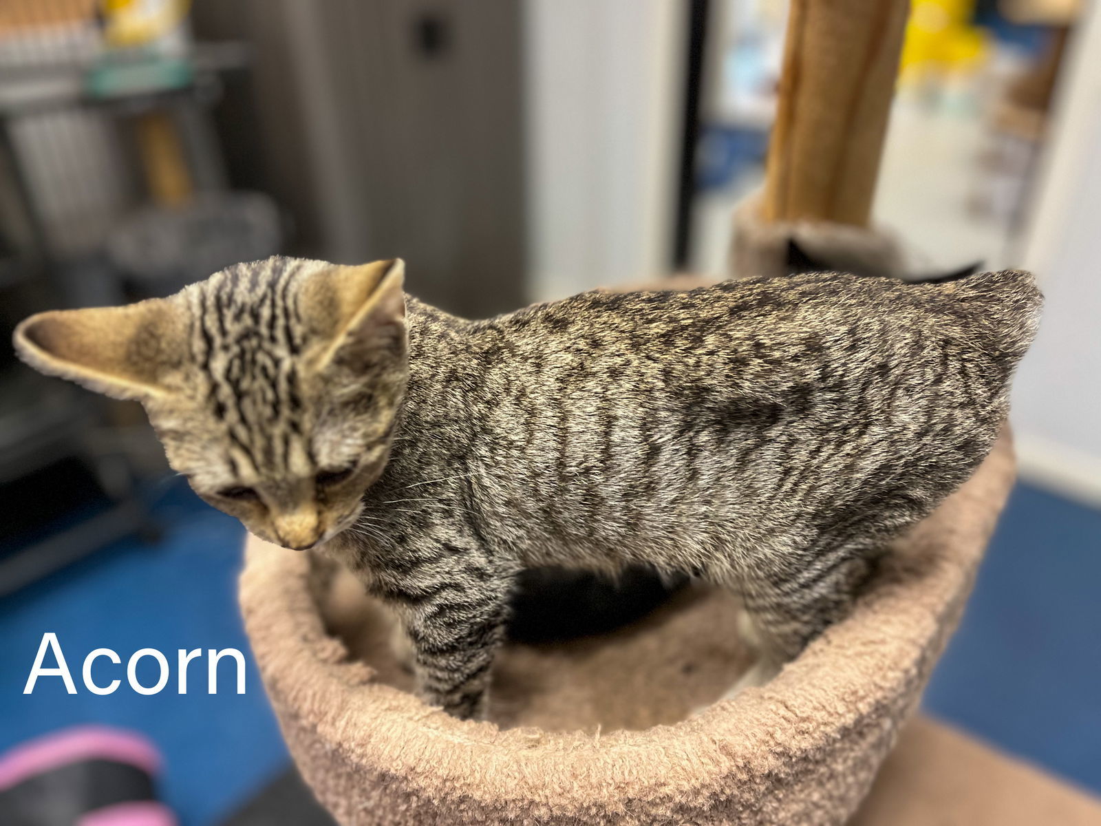 Acorn, an adoptable Domestic Short Hair in Montello, WI, 53949 | Photo Image 3