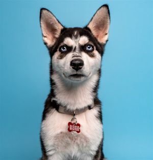 Max Siberian Husky Dog