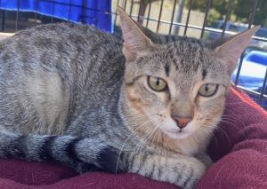 Cats for Adoption Near Santa Cruz CA Petfinder