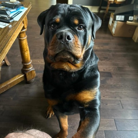 Rottweiler puppies for sale store in metro detroit area