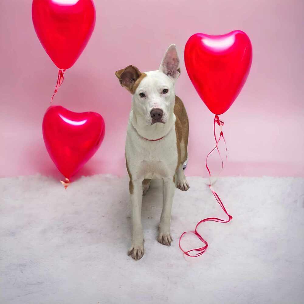 Arlington #54711, an adoptable Ibizan Hound, Pit Bull Terrier in Aulac, NB, E4L 2X2 | Photo Image 1