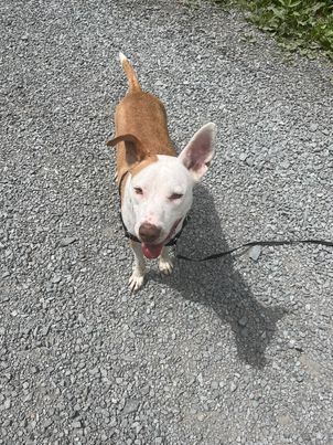 Arlington #54711, an adoptable Ibizan Hound, Pit Bull Terrier in Halifax, NS, B3J 3A5 | Photo Image 2