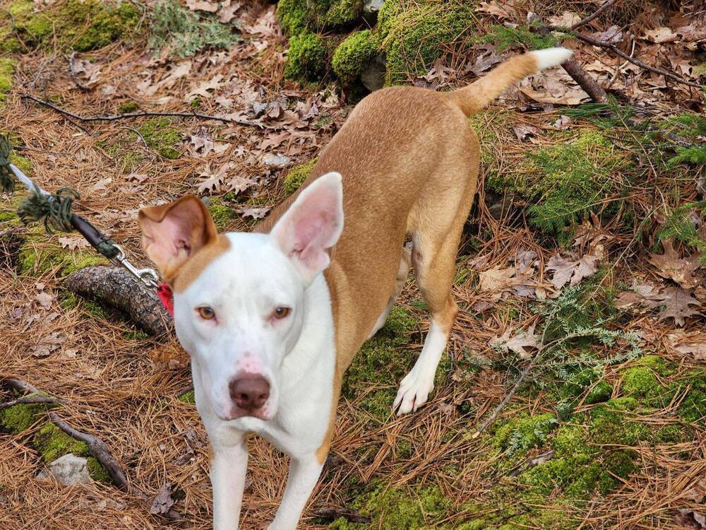 Arlington #54711, an adoptable Ibizan Hound, Pit Bull Terrier in Aulac, NB, E4L 2X2 | Photo Image 3