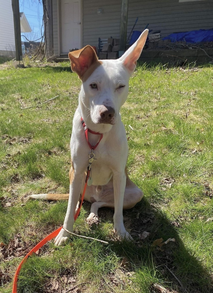 Arlington #54711, an adoptable Ibizan Hound, Pit Bull Terrier in Aulac, NB, E4L 2X2 | Photo Image 6