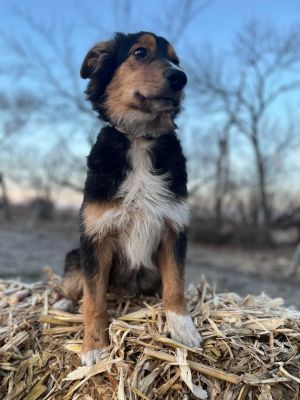 Mini australian shepherd clearance petfinder