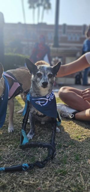 Meet Buddy - Two brothers abandoned at Baldwin Park Shelter They were so loving so gentle that in