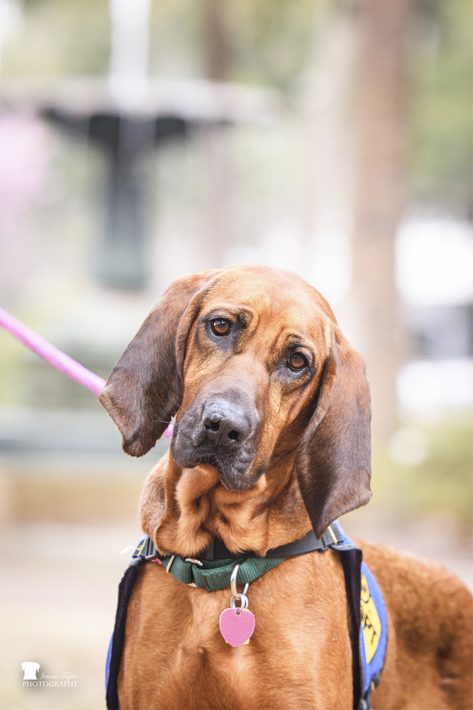 Redbone coonhound bloodhound hot sale mix