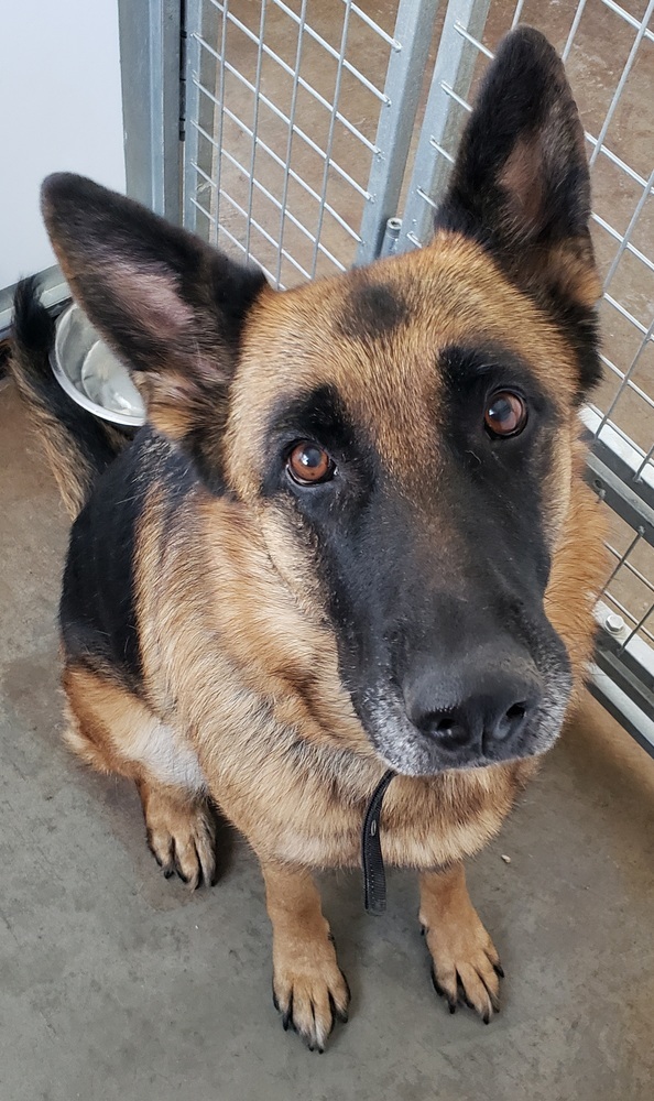 Sadie (Was Gigi), an adoptable German Shepherd Dog in Challis, ID, 83226 | Photo Image 1