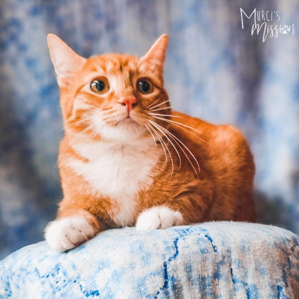 Aston, an adoptable Domestic Short Hair in Spokane , WA, 99209 | Photo Image 1