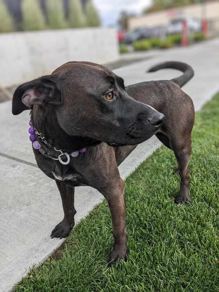 Betty White, an adoptable German Shepherd Dog, American Staffordshire Terrier in Spokane, WA, 99207 | Photo Image 5