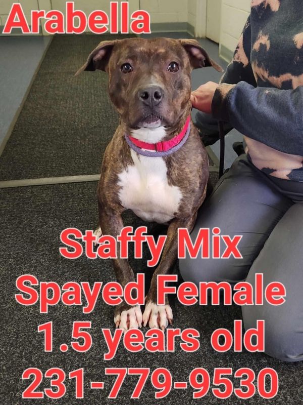 Dogs at Wexford County Animal Shelter Shelter Animal