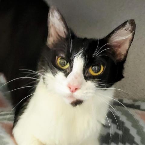 Gigi, an adoptable Domestic Short Hair in Sheridan, WY, 82801 | Photo Image 1