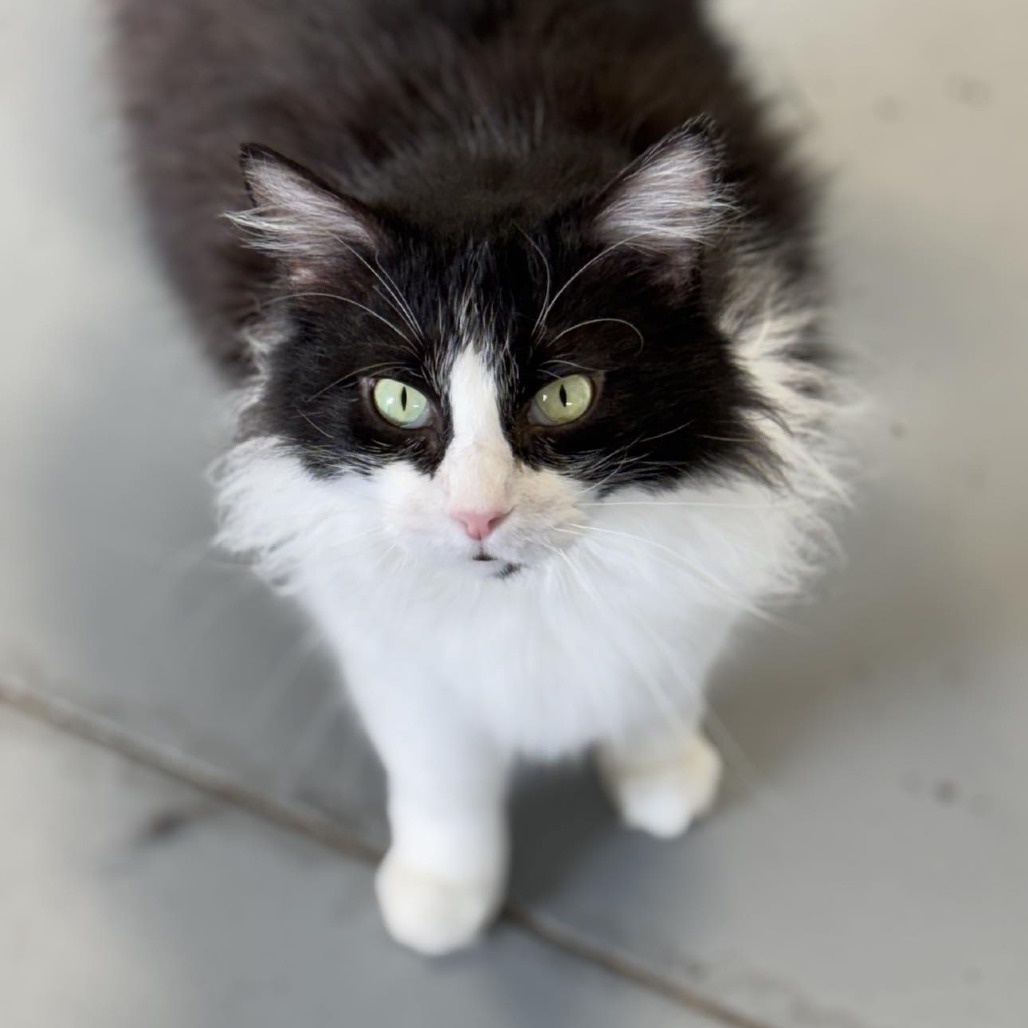 Gigi, an adoptable Domestic Long Hair in Sheridan, WY, 82801 | Photo Image 1