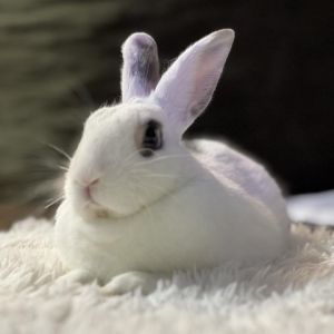Noel is a calm sweet and affectionate bunny Hes very happy-go-lucky especially when treats or s