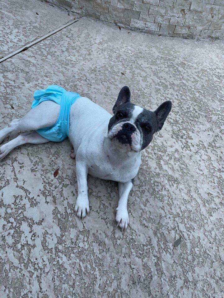 Frenchie diapers outlet