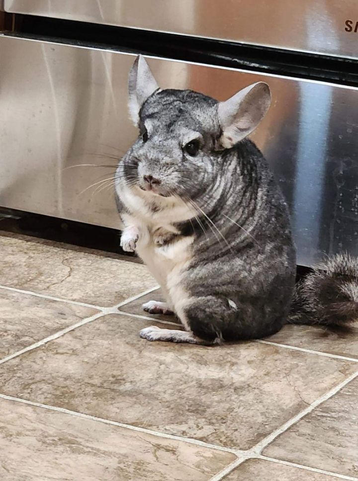 Petfinder chinchilla hot sale