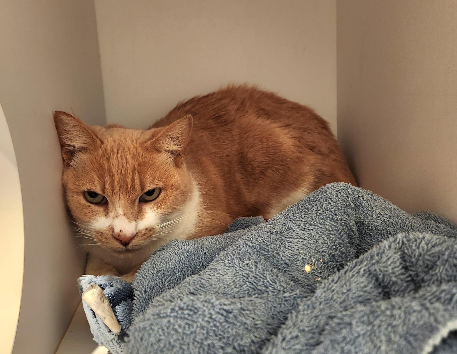 Catrick Swayze, an adoptable Domestic Short Hair in Lincoln, CA, 95648 | Photo Image 1