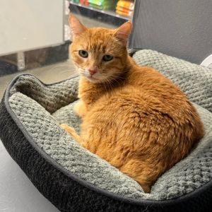 Peaches, Senior Female unknown