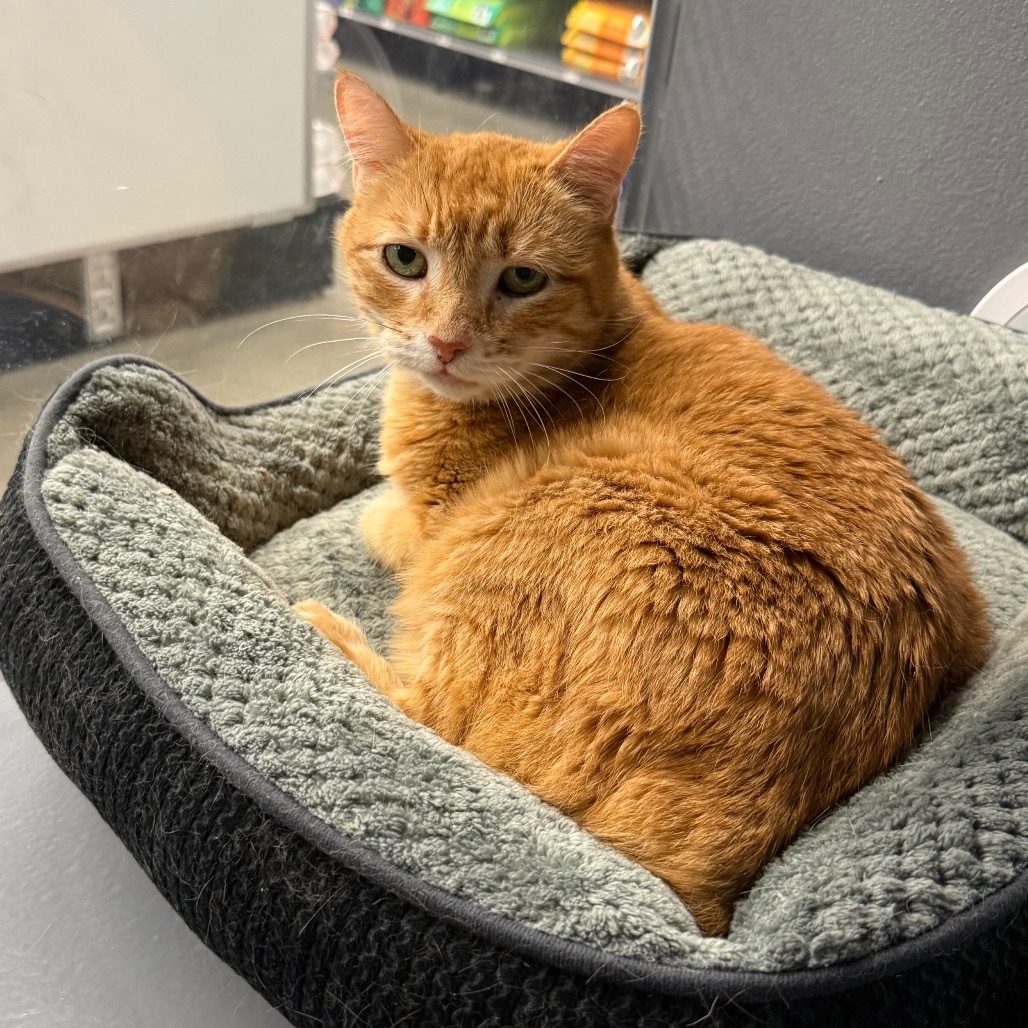 Peaches, an adoptable Domestic Short Hair, Manx in Hemet, CA, 92543 | Photo Image 1