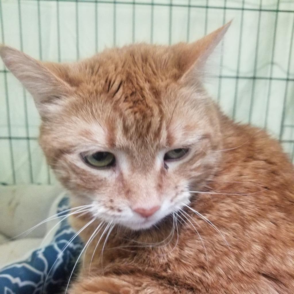 Peaches, an adoptable Domestic Short Hair, Manx in Hemet, CA, 92543 | Photo Image 2