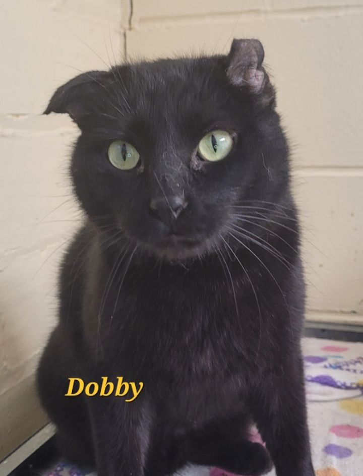 Dobby 1
