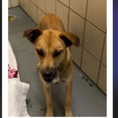 Dog for adoption Beatrice a Black Mouth Cur Mix in Beatrice NE