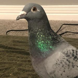 Piper Pigeon Bird