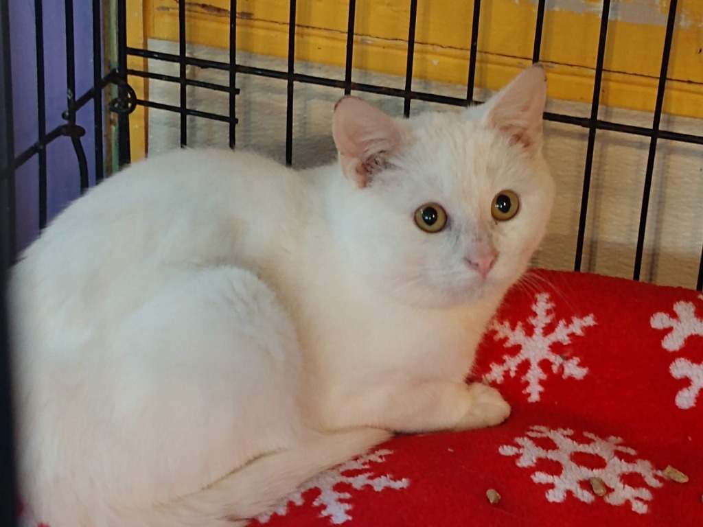 Snowman (deaf)