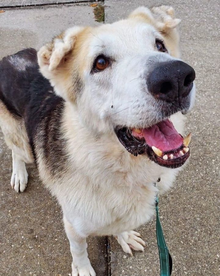 Otto, an adoptable German Shepherd Dog Mix in Bucksport, ME_image-1