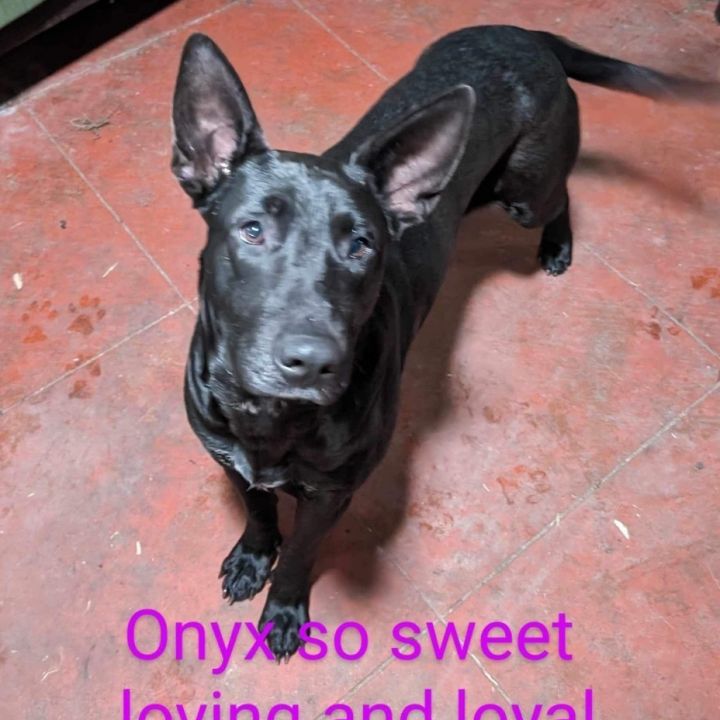 Onyx, an adoptable Shepherd in Walker, LA_image-2