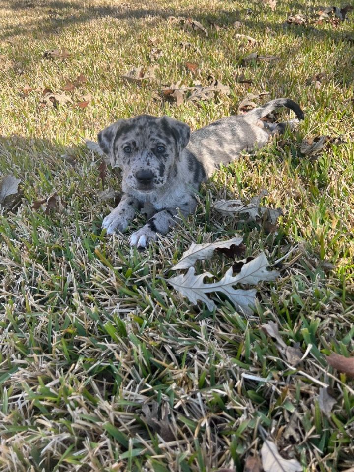 Miracle , an adoptable Catahoula Leopard Dog in houston, TX_image-4