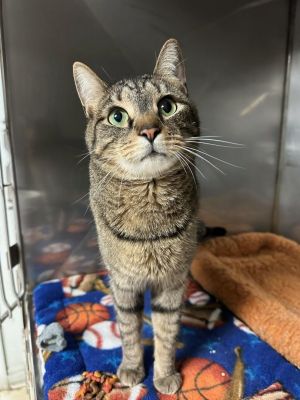 Small miracles sale petfinder