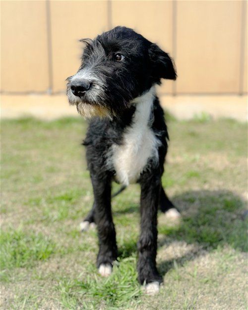 Pointer schnauzer hot sale mix