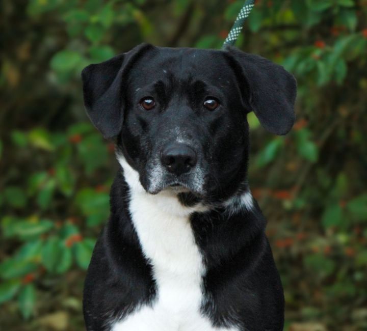 Black and white store labrador retriever mix