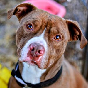 Mason, Adult Male Boxer