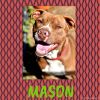 Mason photo 2